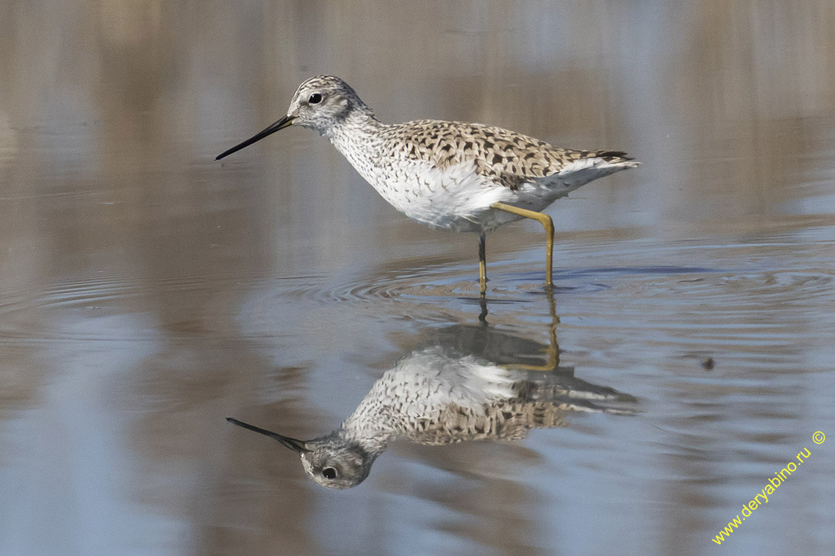  Tringa stagnatilis Marsh Sandpiper