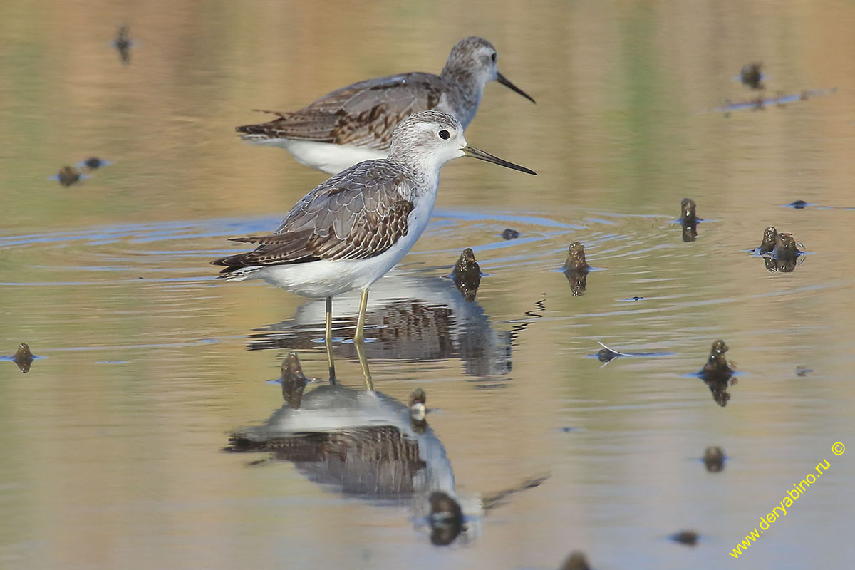  Tringa stagnatilis Marsh Sandpiper