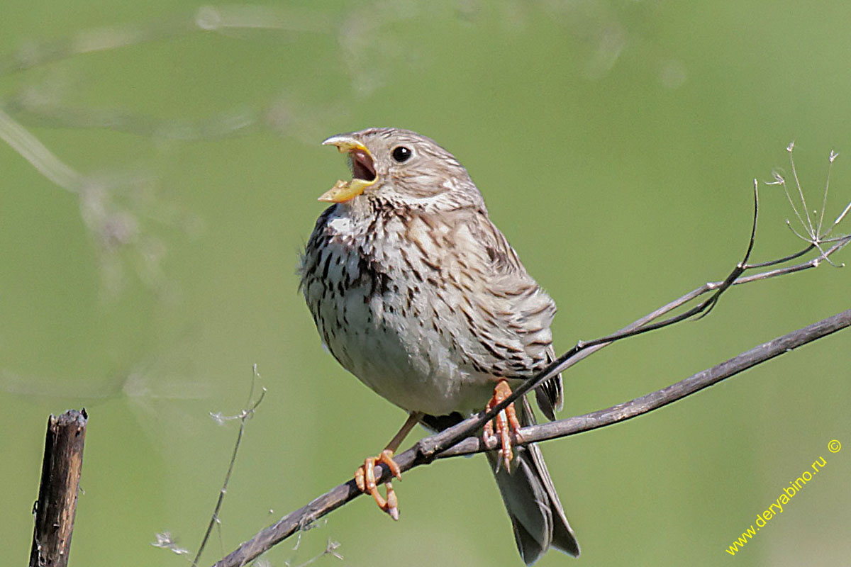  Miliaria calandra Corn bunting