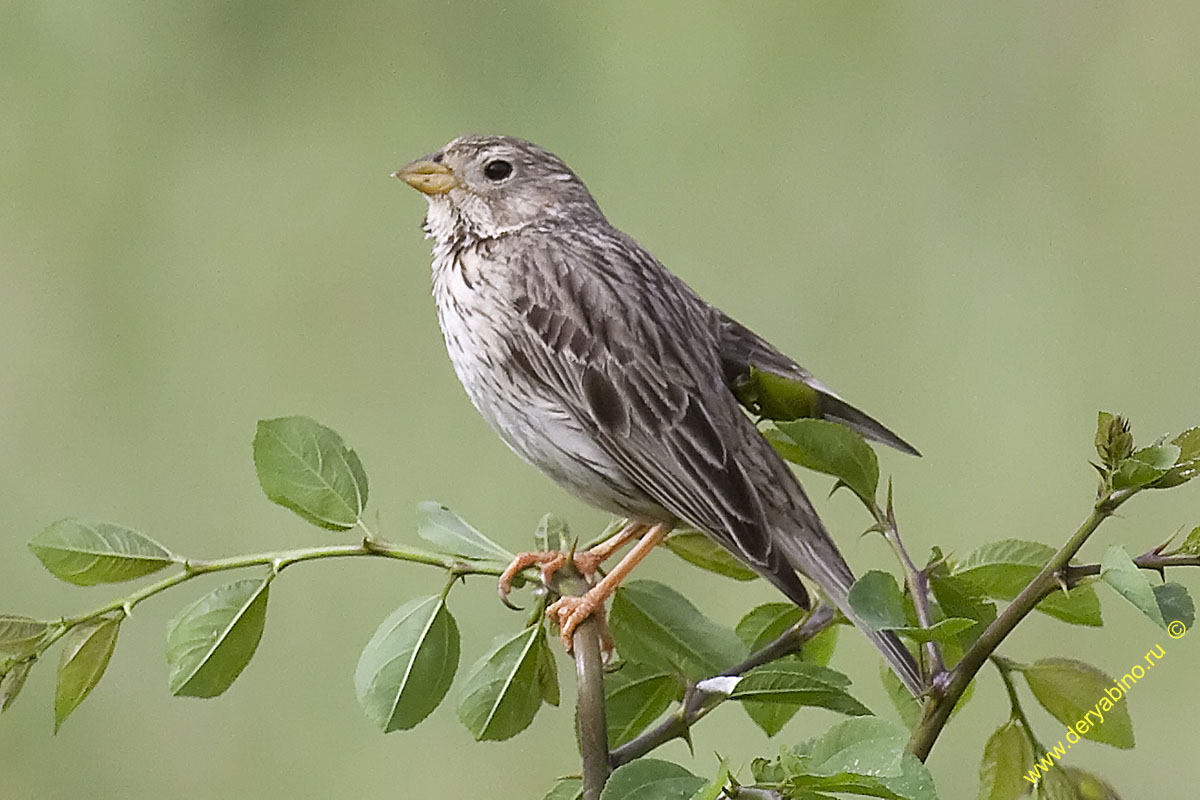  Miliaria calandra Corn bunting