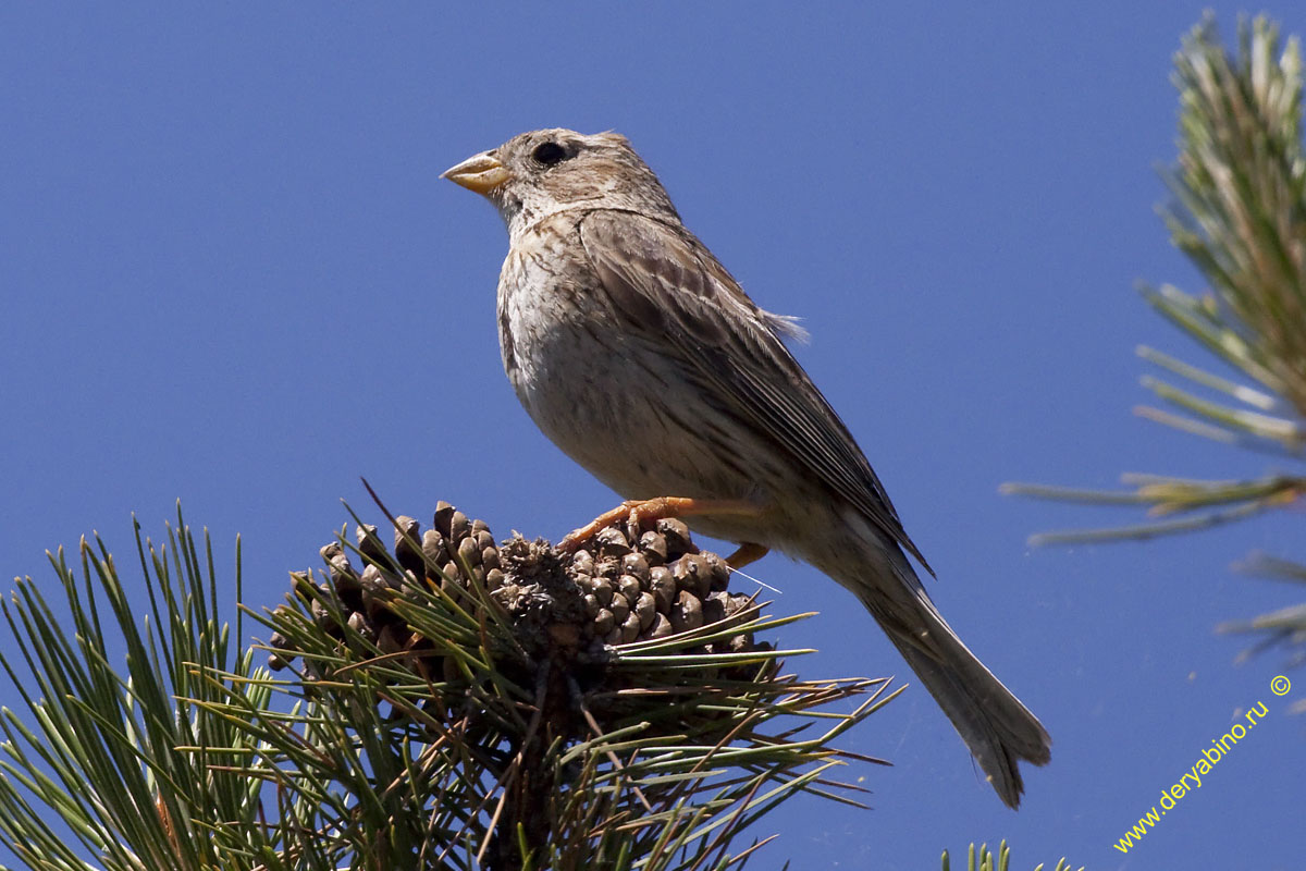  Miliaria calandra Corn bunting