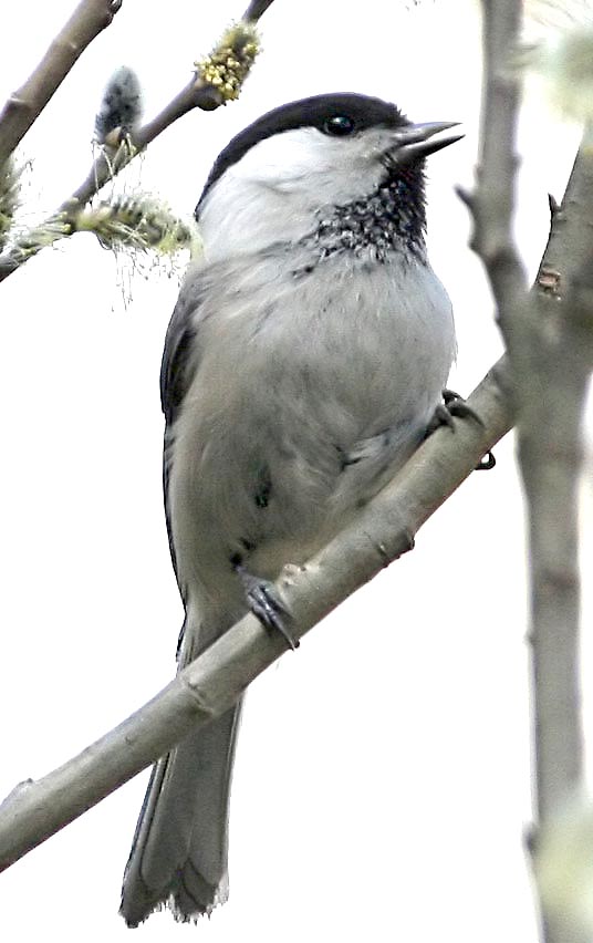   () Parus montanus Willow Tit