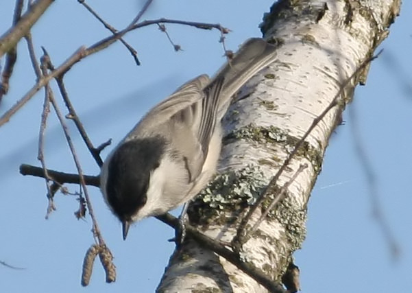   () Parus montanus Willow Tit