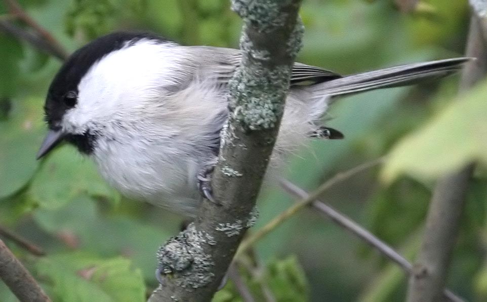   () Parus montanus Willow Tit