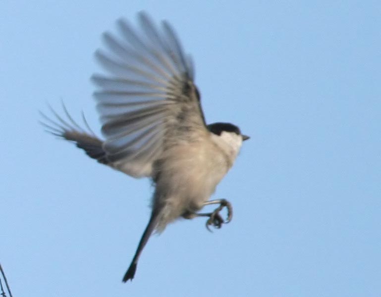   () Parus montanus Willow Tit