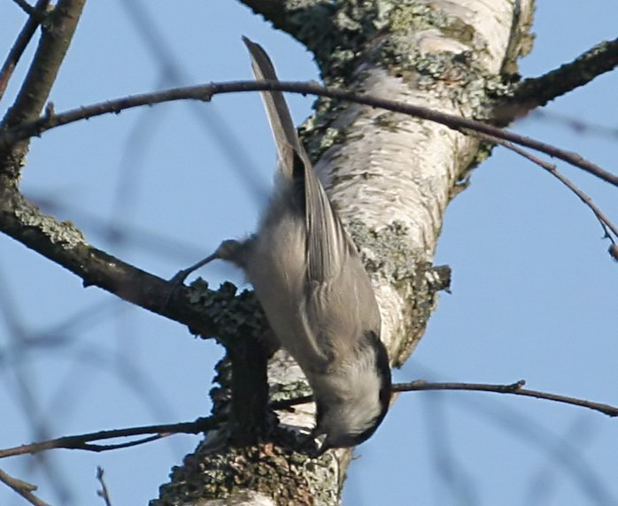   () Parus montanus Willow Tit