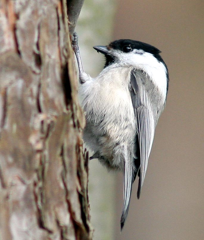   () Parus montanus Willow Tit