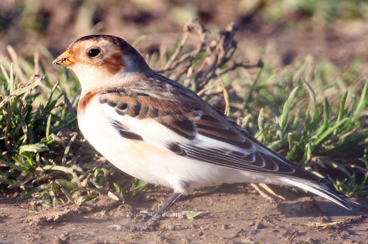    Plectrophenax nivalis Snow Bunting