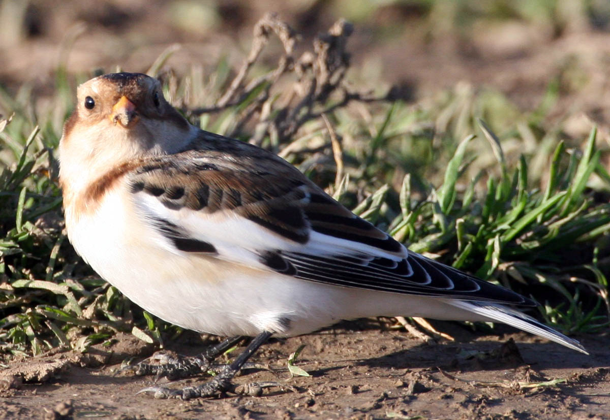    Plectrophenax nivalis Snow Bunting