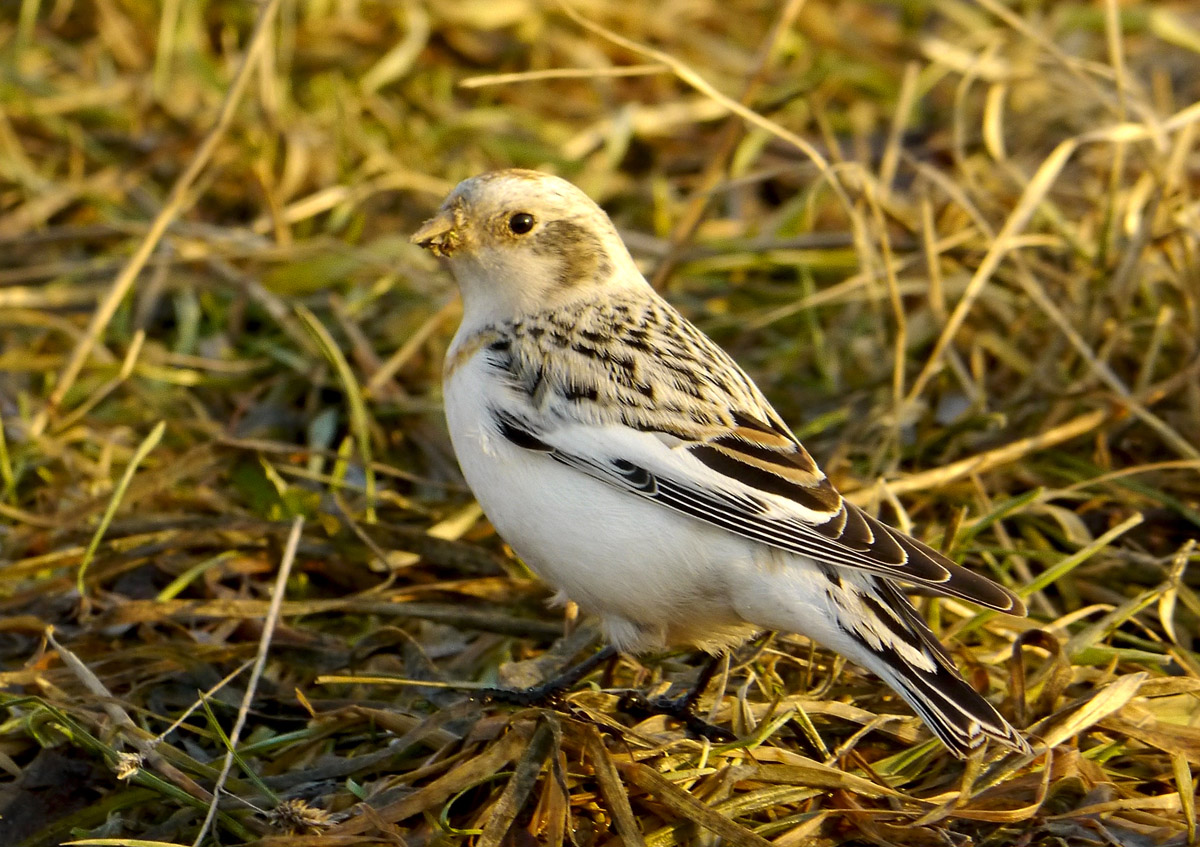    Plectrophenax nivalis Snow Bunting