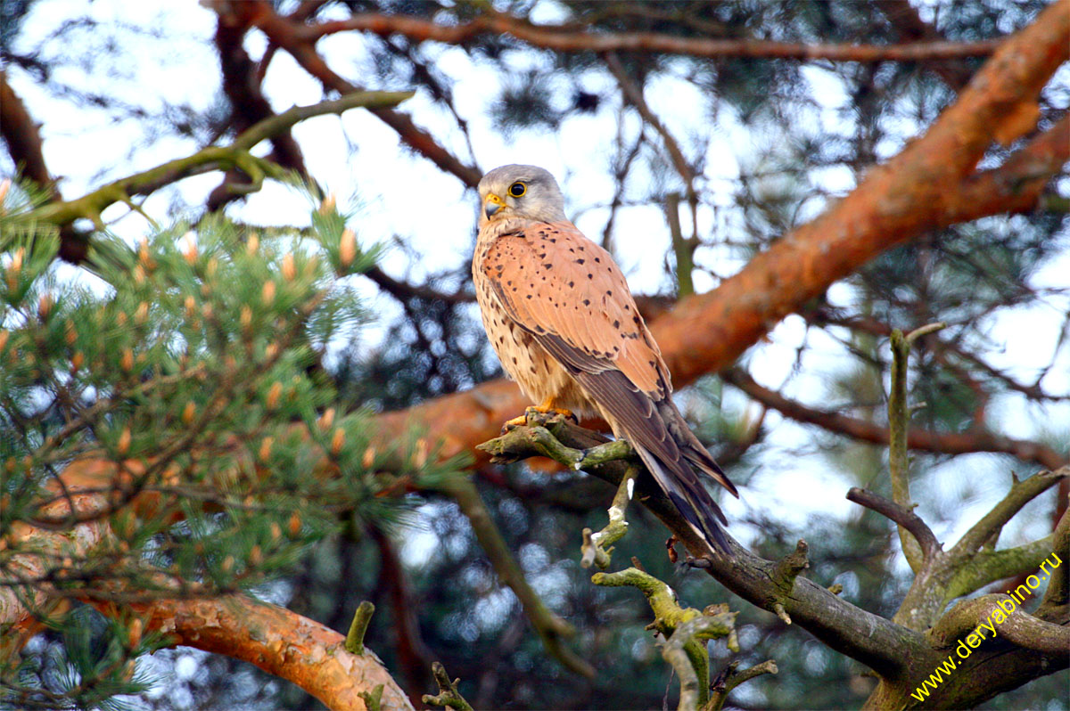  Falco tinnunculus Common Kestrel