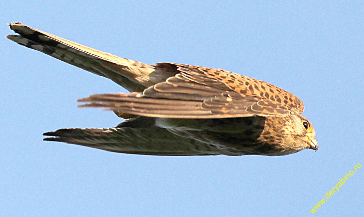  Falco tinnunculus Common Kestrel