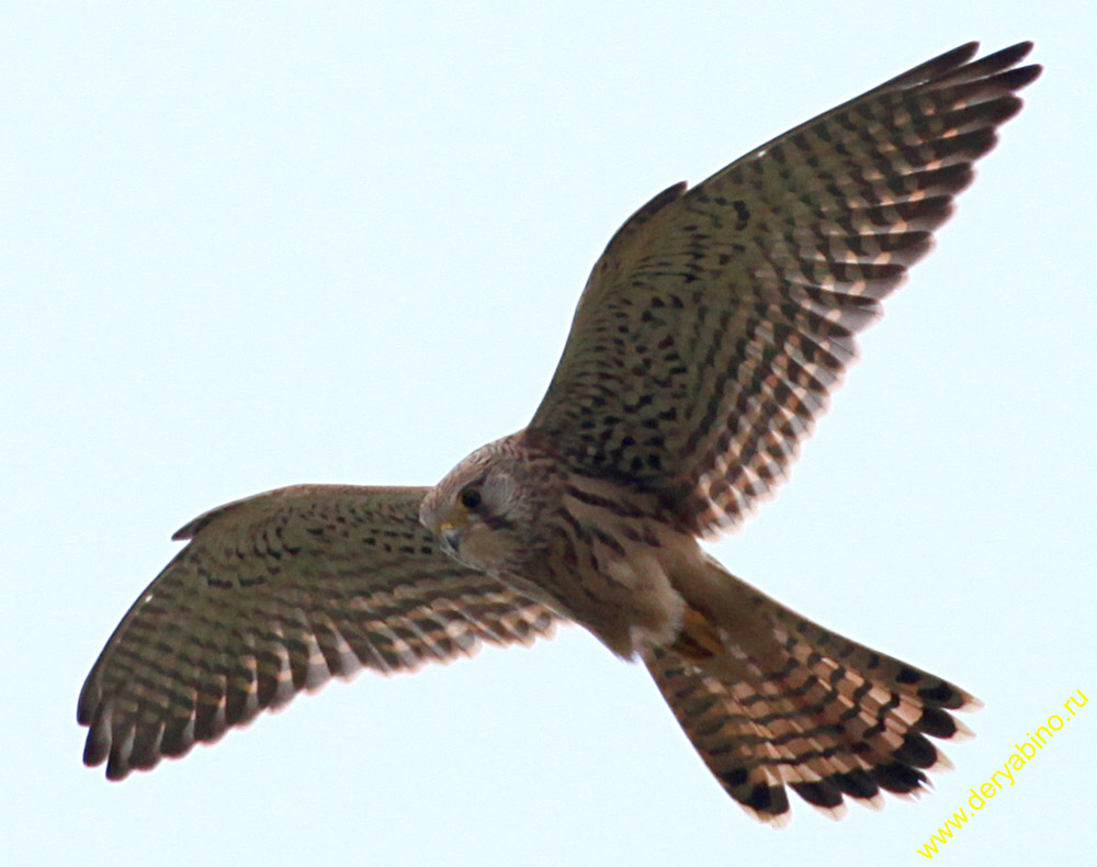  Falco tinnunculus Common Kestrel