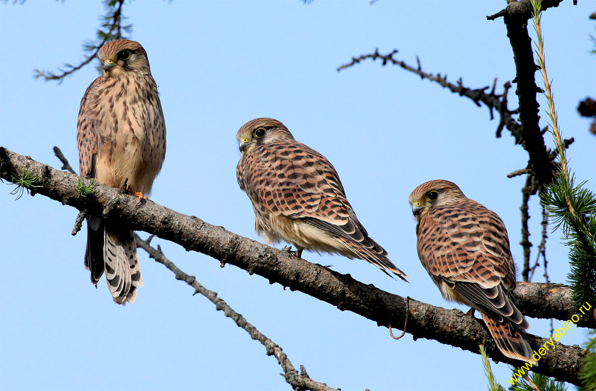  Falco tinnunculus Common Kestrel