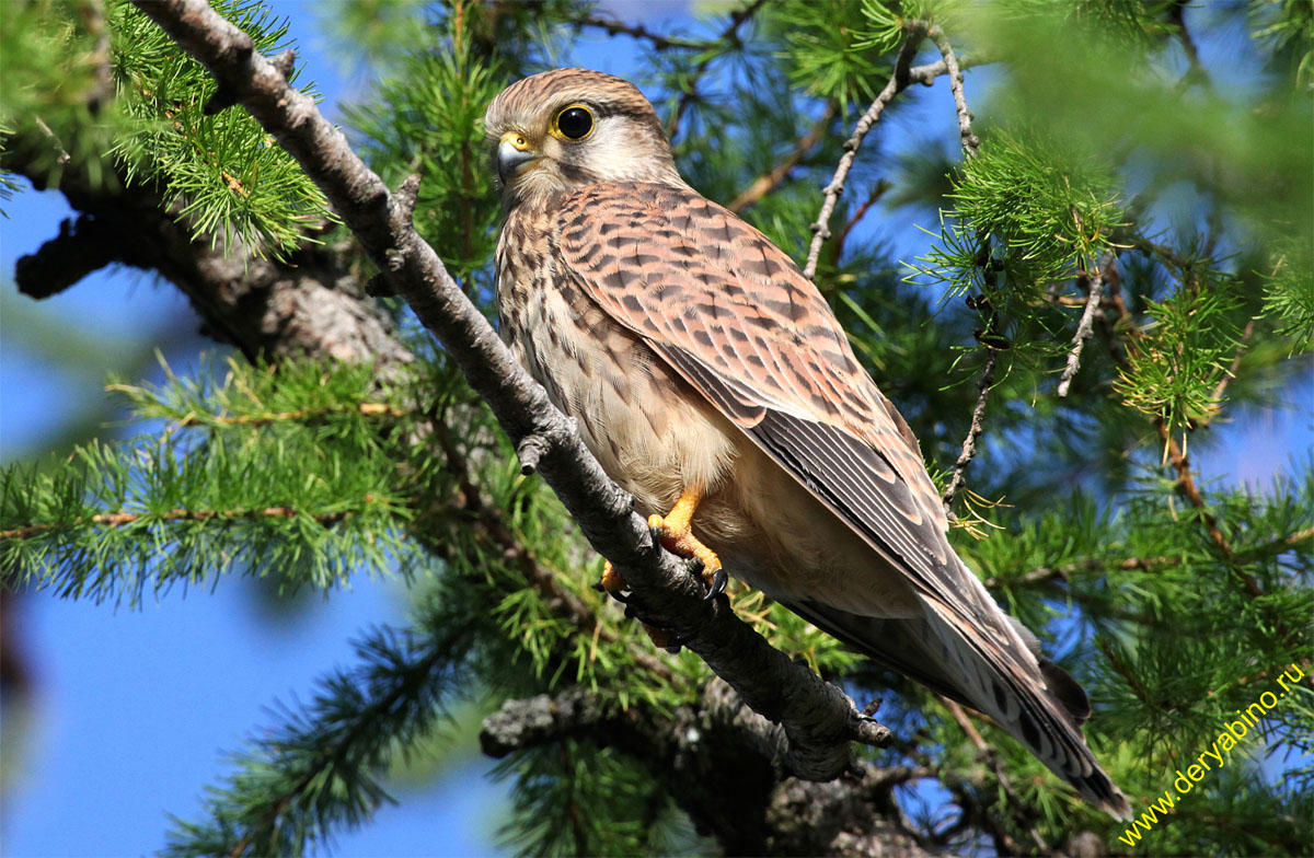  Falco tinnunculus Common Kestrel