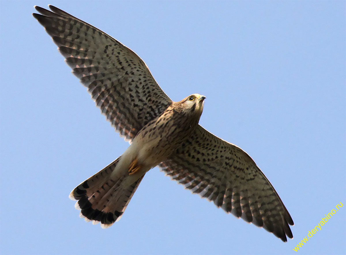  Falco tinnunculus Common Kestrel