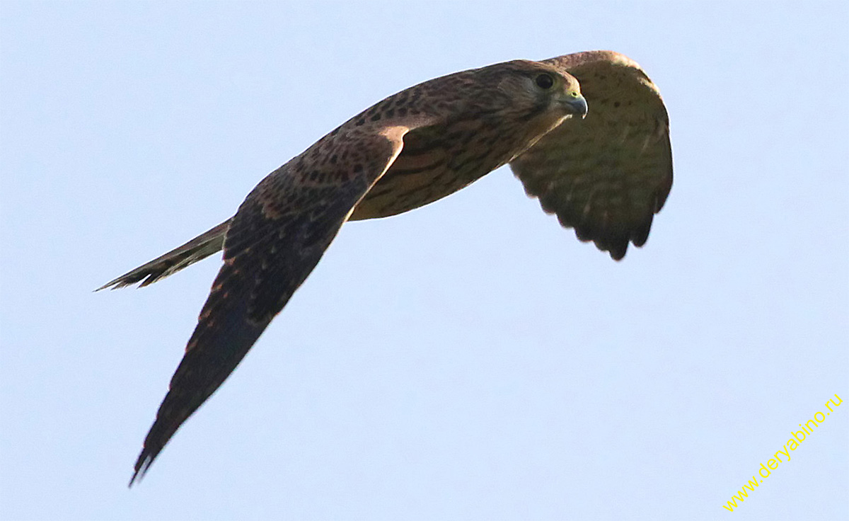  Falco tinnunculus Common Kestrel
