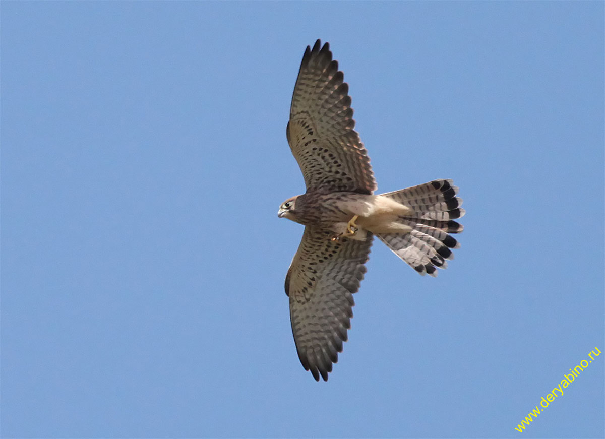  Falco tinnunculus Common Kestrel