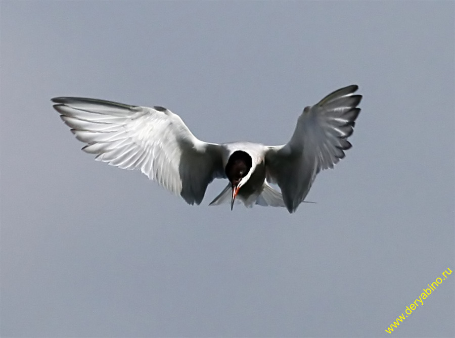   Sterna hirundo Common Tern