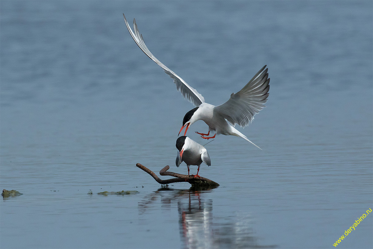   Sterna hirundo Common Tern