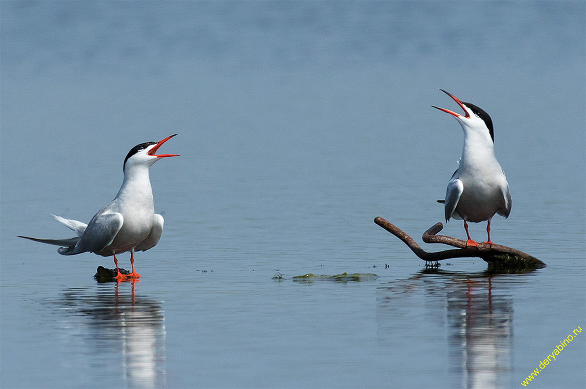   Sterna hirundo Common Tern