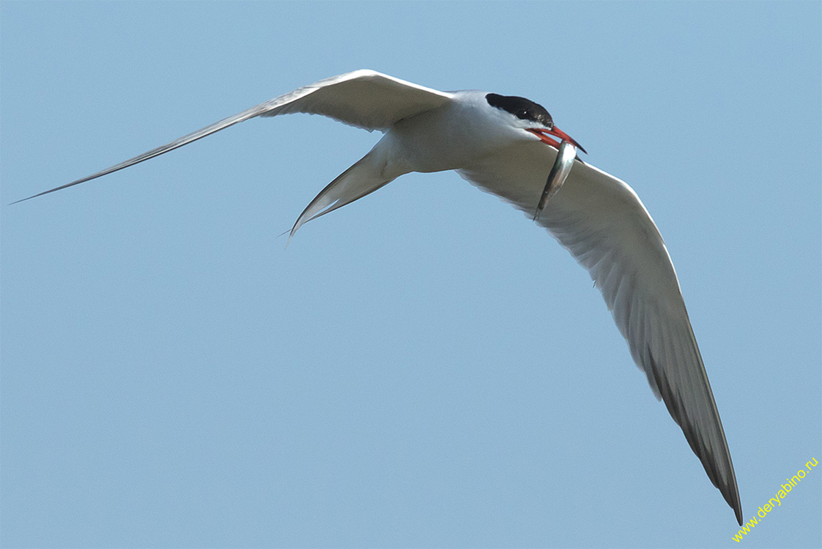   Sterna hirundo Common Tern