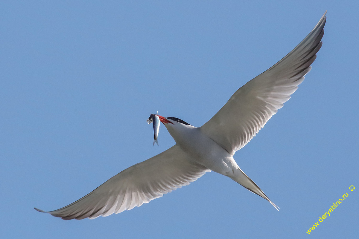   Sterna hirundo Common Tern