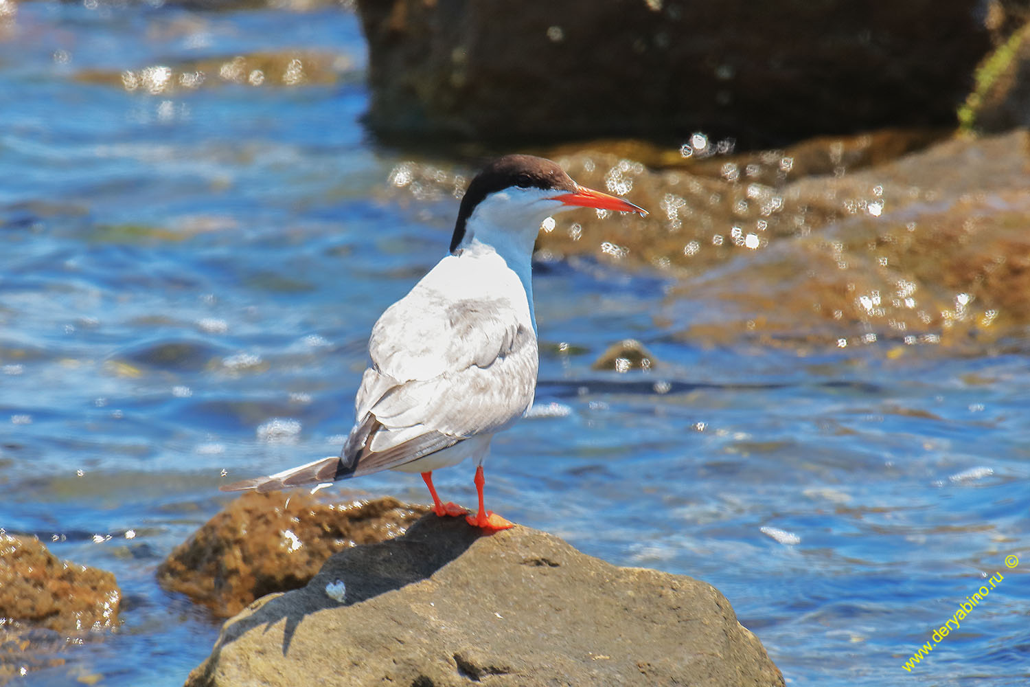   Sterna hirundo Common Tern