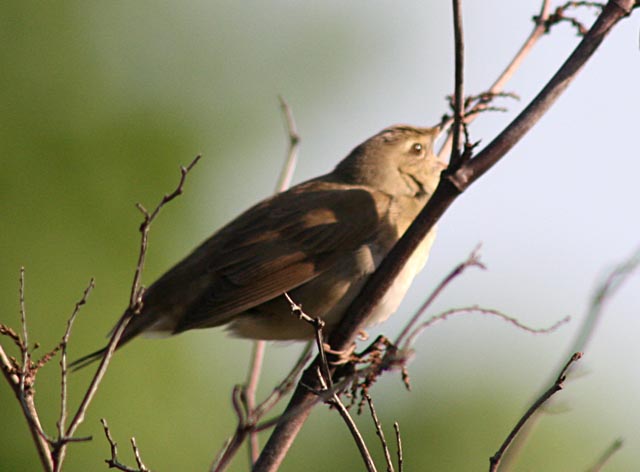   Locustella fluviatilis River Warbler