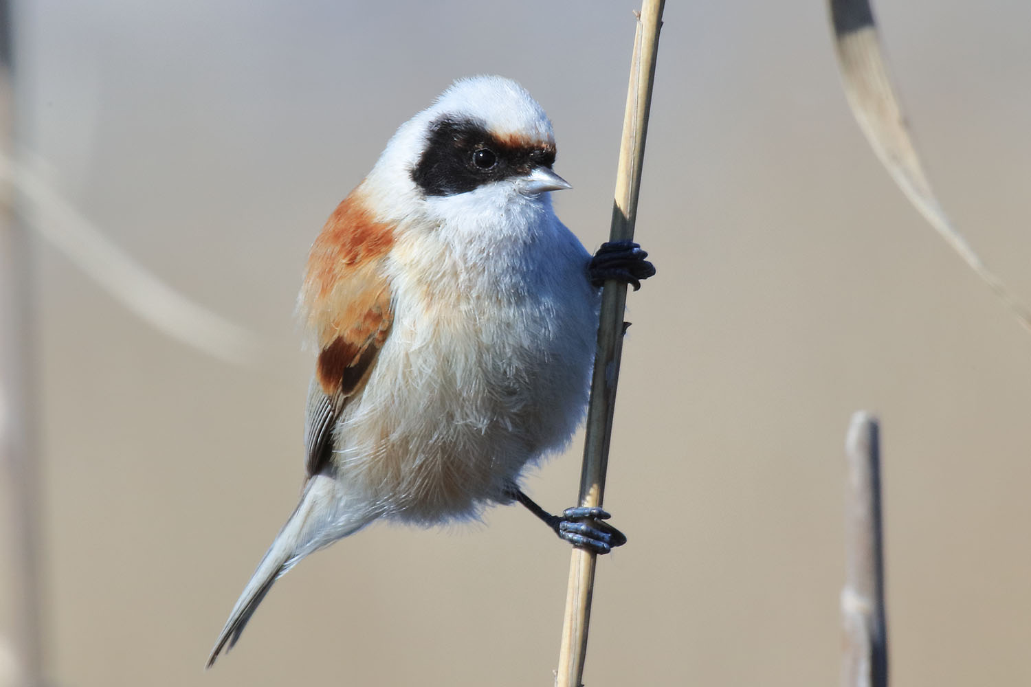  Remiz pendulinus Penduline Tit