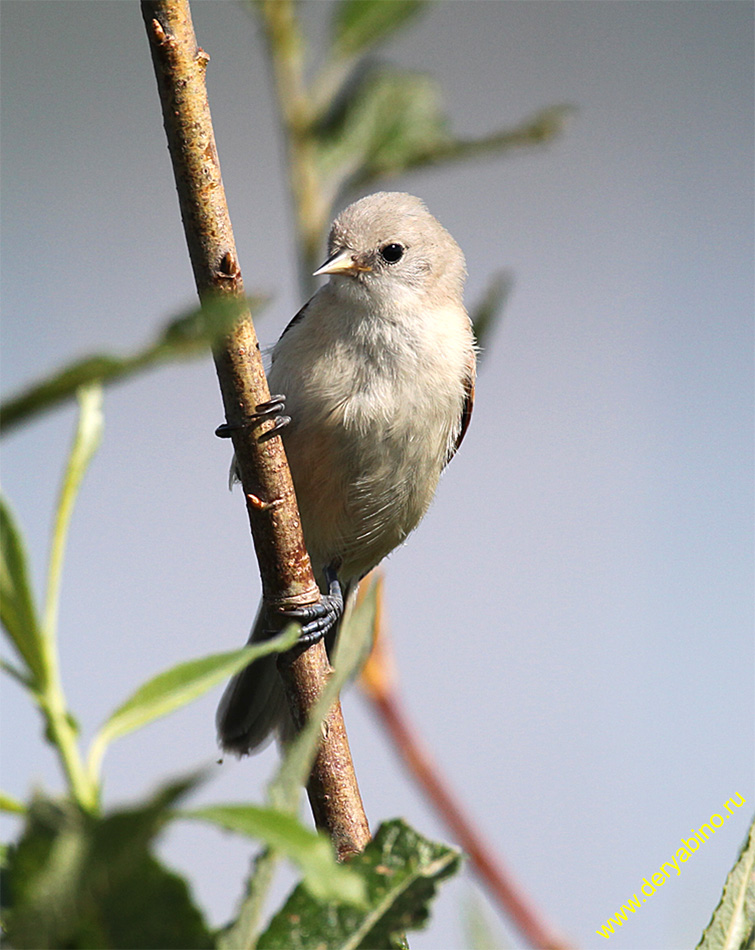  Remiz pendulinus Penduline Tit