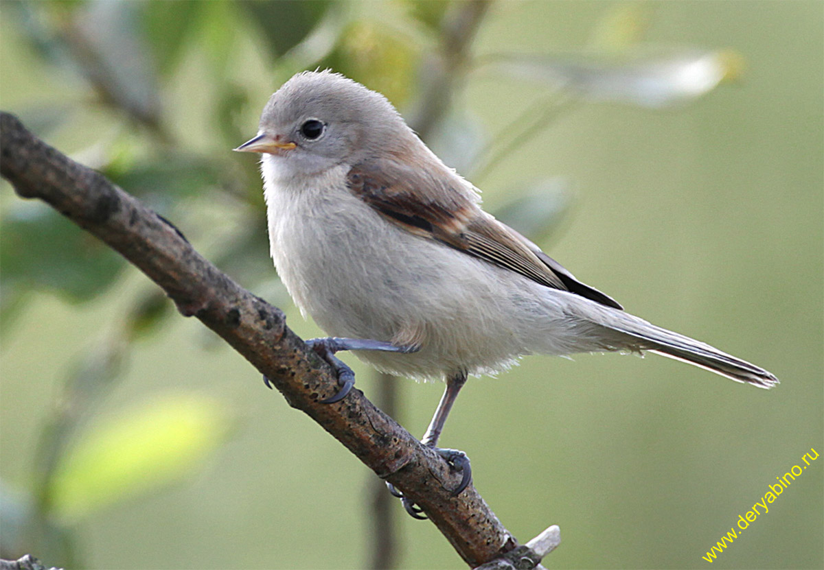  Remiz pendulinus Penduline Tit