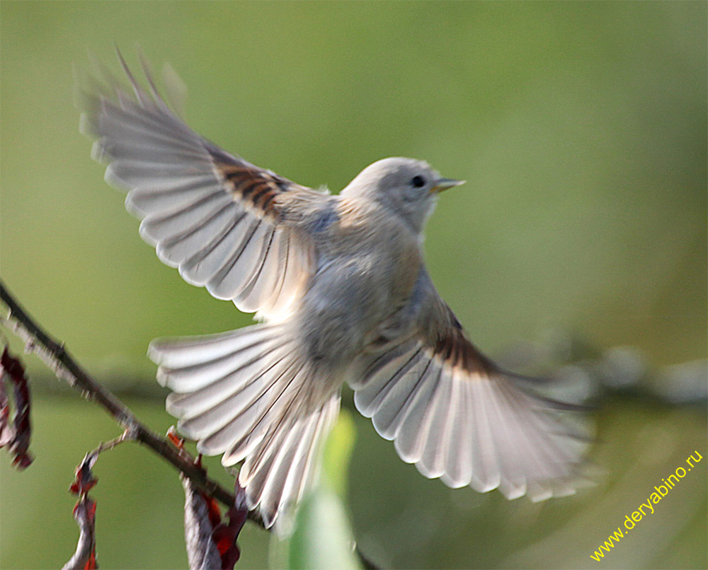  Remiz pendulinus Penduline Tit