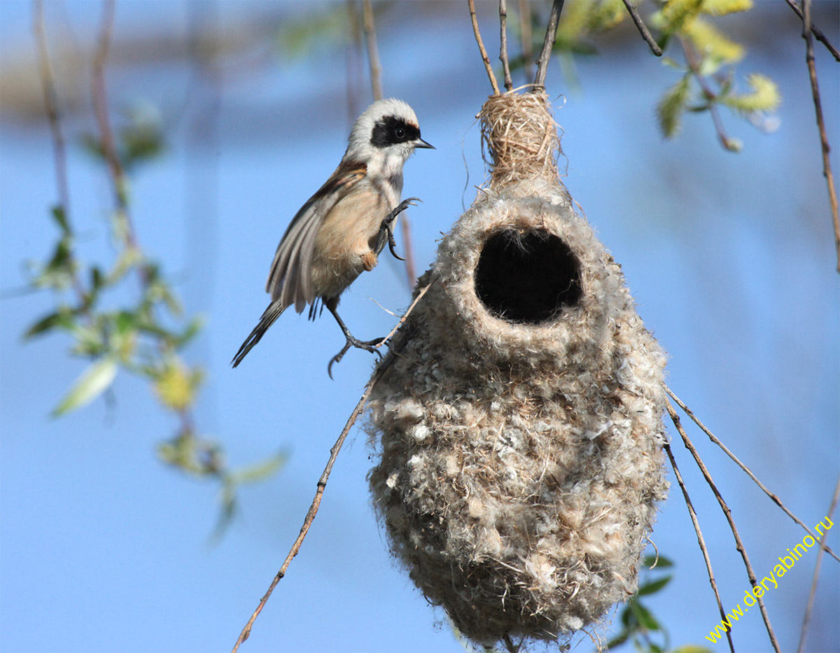  Remiz pendulinus Penduline Tit