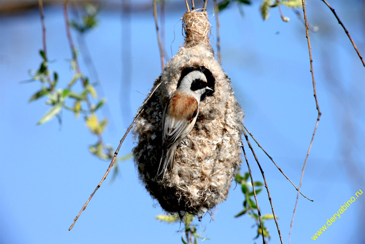  Remiz pendulinus Penduline Tit