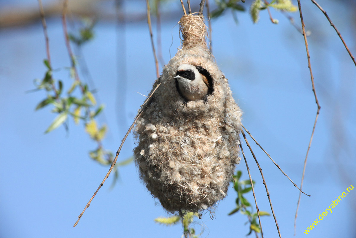  Remiz pendulinus Penduline Tit