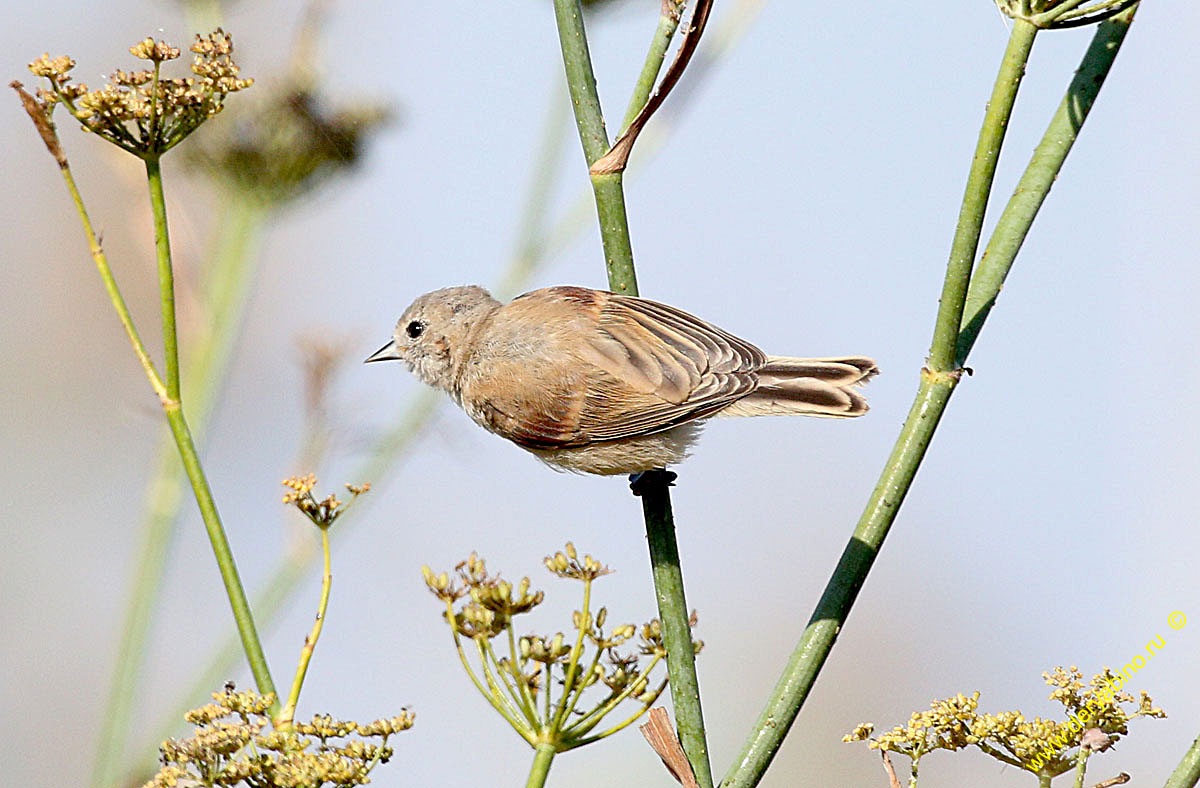  Remiz pendulinus Penduline Tit