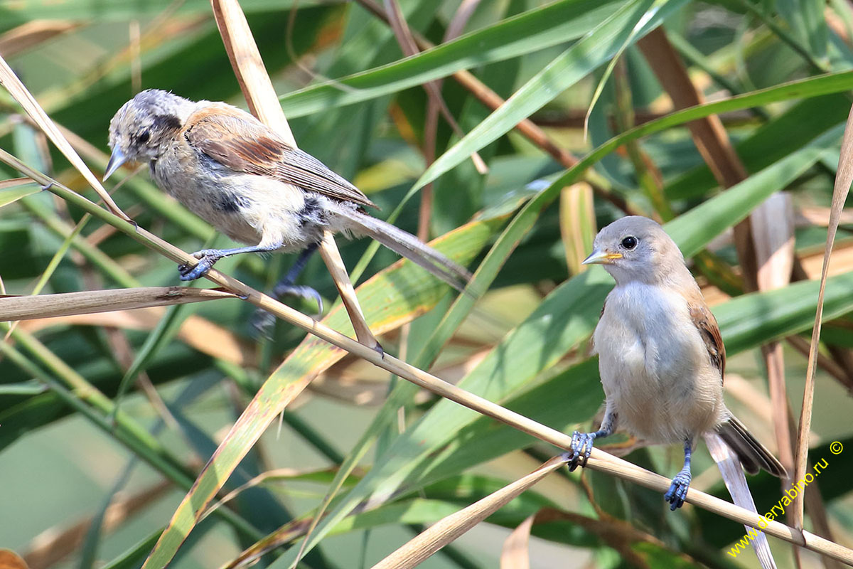  Remiz pendulinus Penduline Tit