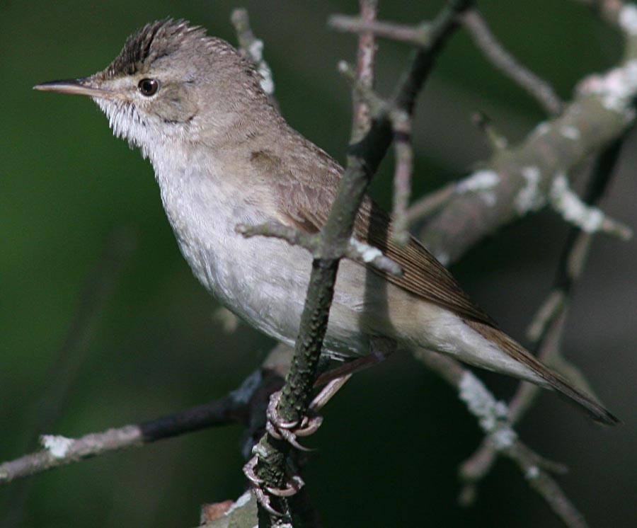   Acrocephalus dumetorum Blyth's Reed Warbler