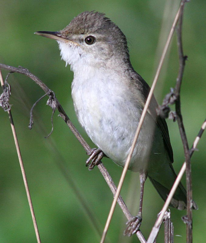   Acrocephalus dumetorum Blyth's Reed Warbler