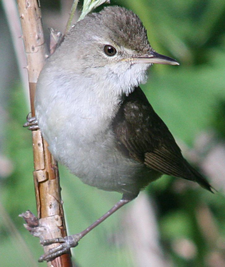   Acrocephalus dumetorum Blyth's Reed Warbler