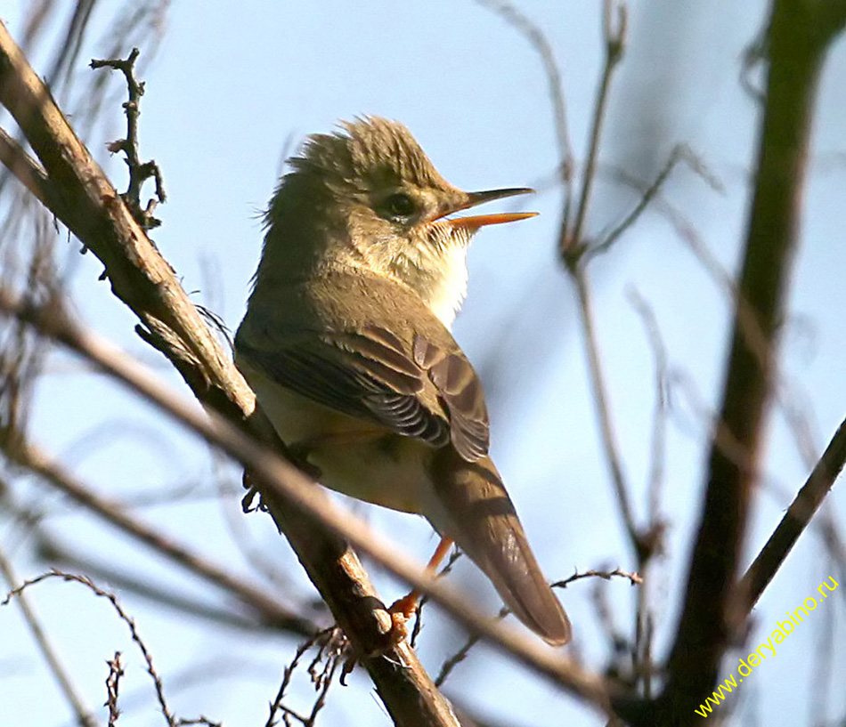   Acrocephalus dumetorum Blyth's Reed Warbler