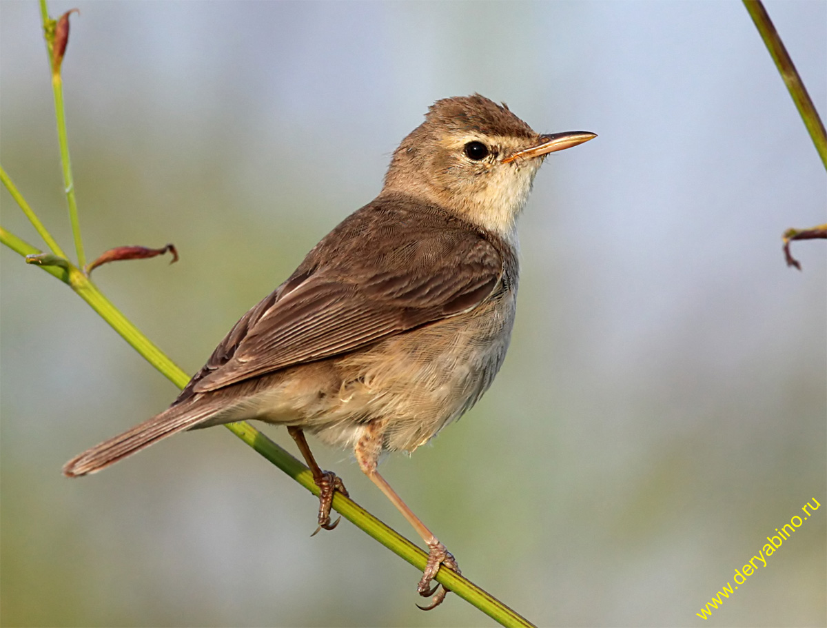   Acrocephalus dumetorum Blyth's Reed Warbler