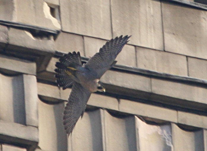  Falco peregrinus Peregrine Falcon