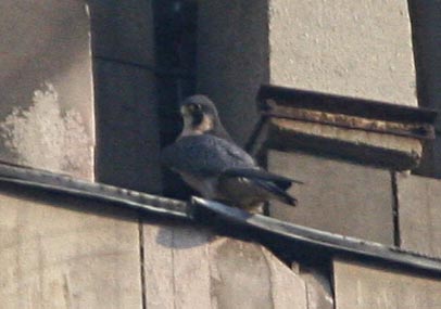  Falco peregrinus Peregrine Falcon