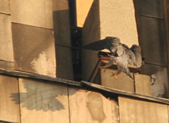  Falco peregrinus Peregrine Falcon