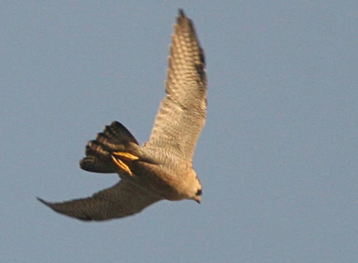  Falco peregrinus Peregrine Falcon