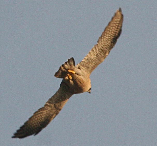  Falco peregrinus Peregrine Falcon