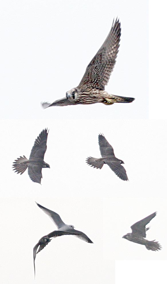  Falco peregrinus Peregrine Falcon