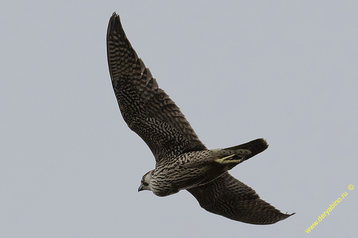  Falco peregrinus Peregrine Falcon